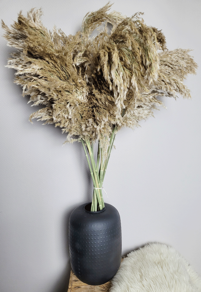 Naturel pampas pluimen